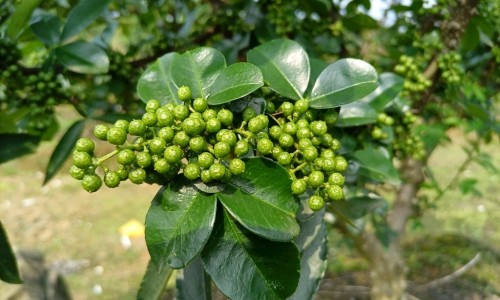白花甏蜞草的功效-白花蟛蜞草有什么禁忌吗网 :分享白花蟛蜞草煲汤搭配-白花蟛蜞怎么吃效果强知识