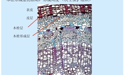 白花蟛蜞草有什么禁忌吗网 :分享白花蟛蜞草煲汤搭配-白花蟛蜞怎么吃效果强知识